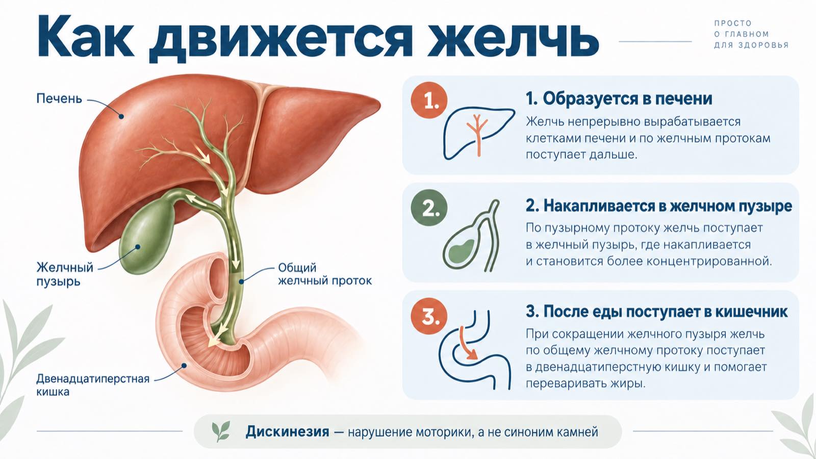 Схема движения желчи от печени через желчный пузырь в кишечник