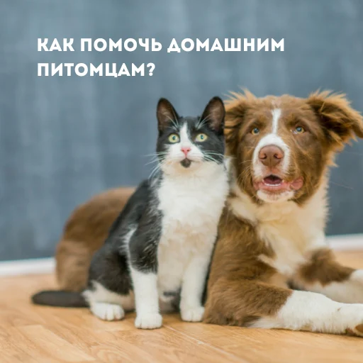 Какую воду давать собаке и кошке?