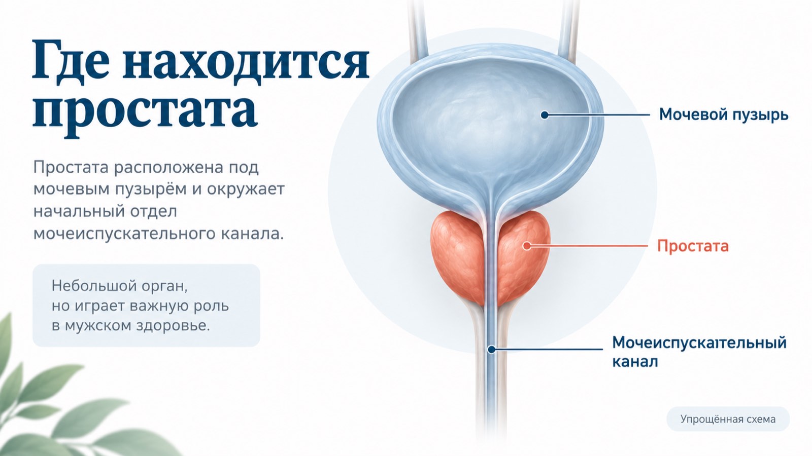 Упрощённая схема расположения простаты под мочевым пузырём